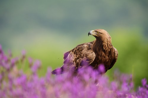 Águila real entre cantuesos