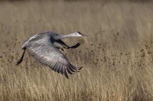 Sandhill Crane