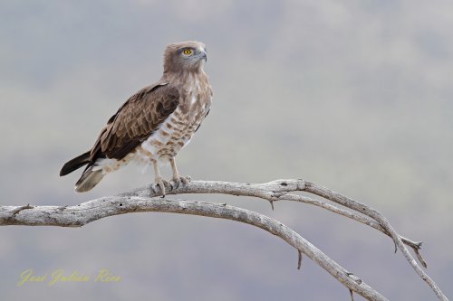 Culebrera europea en pastel