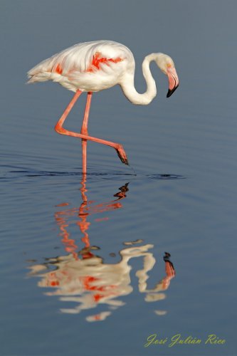 Flamenco con "color"
