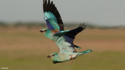 Rolieiro (Coracias garrulus)