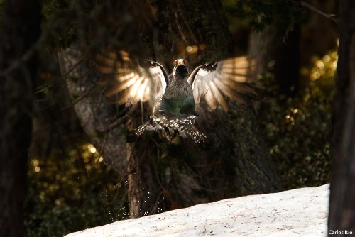 Urogallo (Tetrao urogallus)