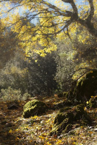 La magia de las hadas