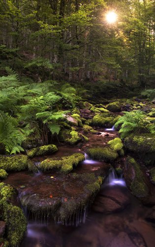 En el corazón del bosque