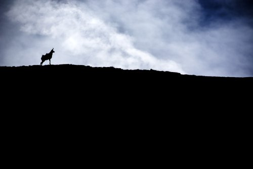 El rey de la montaña