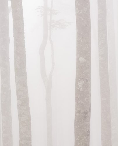 Espectros en la niebla