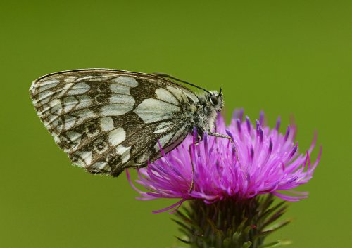 Melanargia galathea