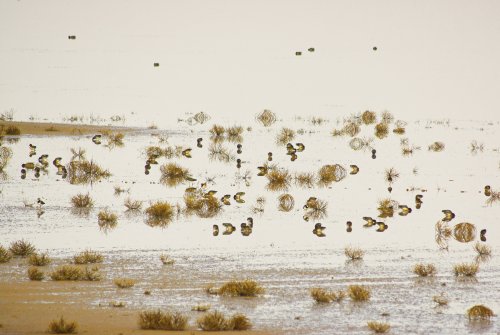 Cercetas y avefrías