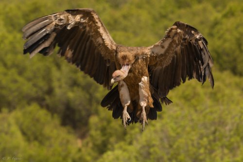 Con las alas abiertas