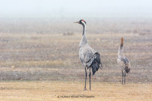 Aves del invierno