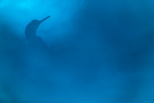Phalacrocorax dreams