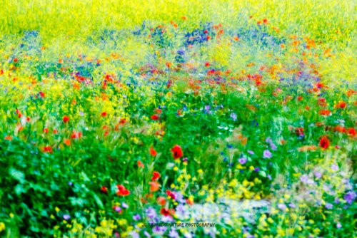 Los colores de la primavera