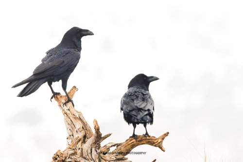 Recuerdos de un invierno pasado