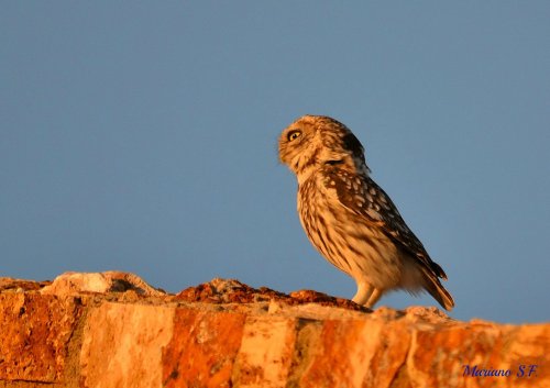 Noctua en el ocaso