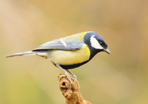 Parus major