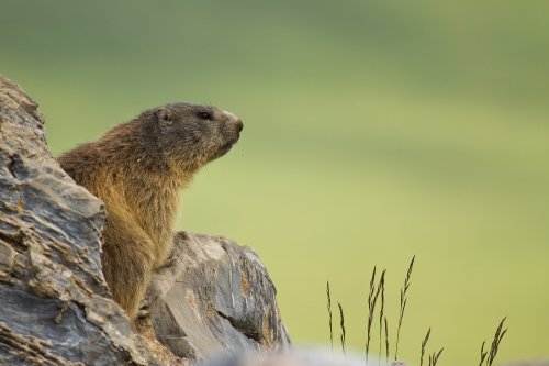 Marmota