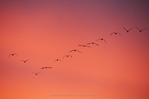 Amanecer entre grullas