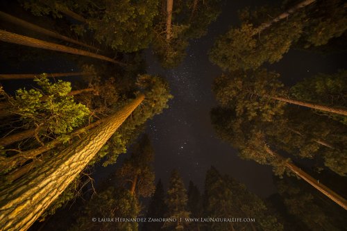 Las estrellas de Yosemite