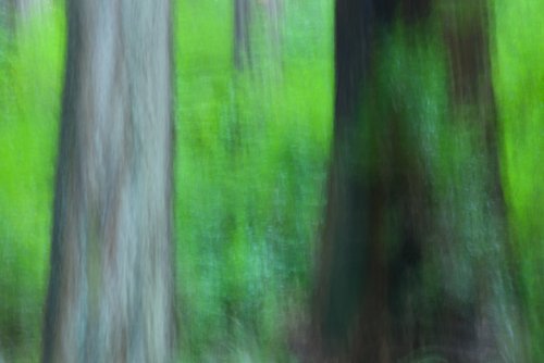 Troncos entre verdes