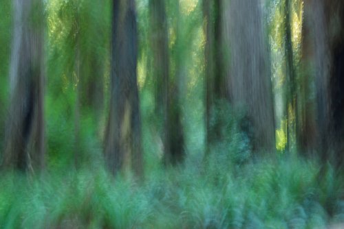 Bonito y tranquilo bosquecillo