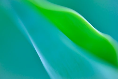 Abstracción. Agave attenuata