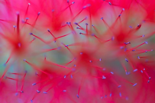 Callistemon citrinus