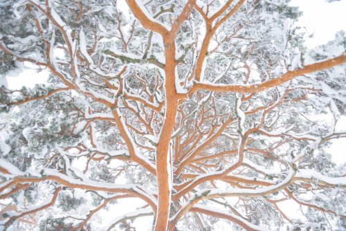 Las venas del árbol