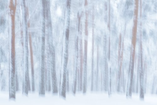 Perdidos en la nieve