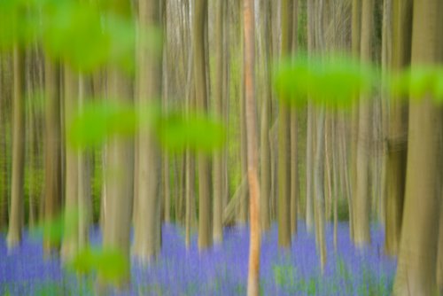 Hallerbos, vista creativa