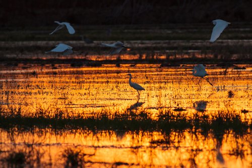 Garzas sobre el fuego