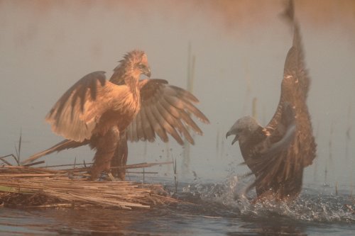 La ley del más fuerte