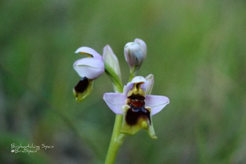 ophrys tenthredinifera