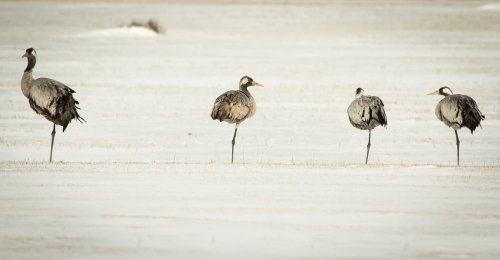 Jugando a la pata coja