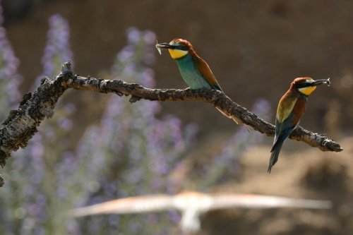 Listos para alimentar a los pollitos