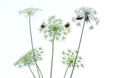 Fuegos artificiales vegetales