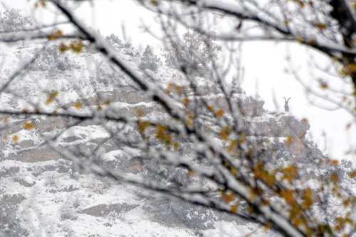 Vigilante en la montaña