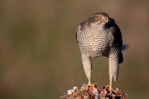 Azor con la tripa llena