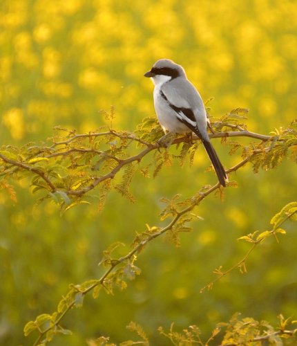 Alcaudón sobre amarillo