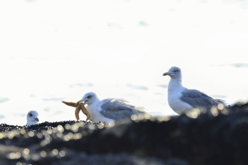 La gaviota y la estrella de mar