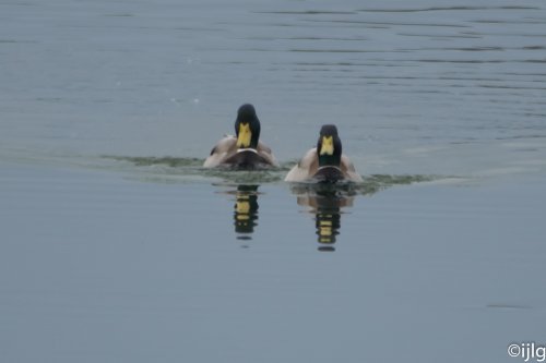 Anades azulones en Bengoa