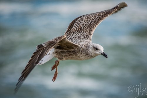 Volando sobre las olas