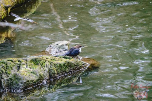 Mirlo acuático en el Ebro
