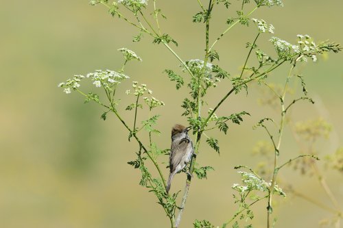 Curruca en Valderredible