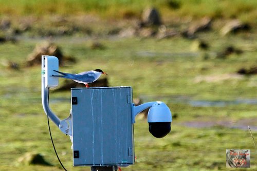 Charran en Marismas de Astillero