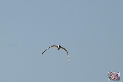 El vuelo del Charran