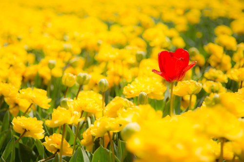 Sólo entre la multitud