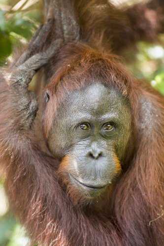 El hombre de la jungla