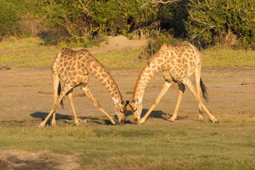 Bailando bajo el sol