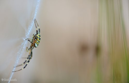 Perfil de Argiope