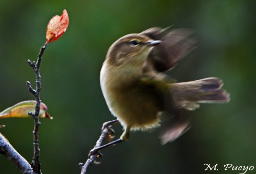 Mosquitero.